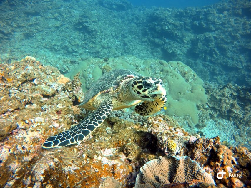 Naha, Okinawa: Kerama Islands Full-Day Intro-Diving Trip - Ear equalizing, seasickness, and the practical stuff that decides your comfort