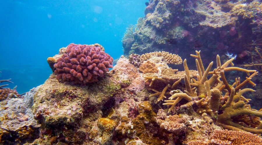 Naha, Okinawa: Kerama Islands Full-Day Intro-Diving Trip - Price and value: what $70 buys you in Okinawa time