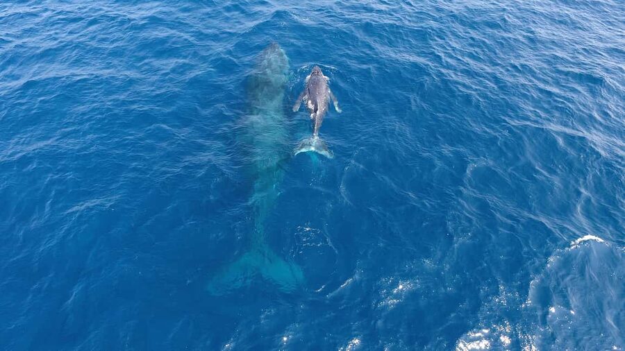 Naha, Okinawa: Kerama Islands Half-Day Whale Watching Tour - Making the Most of Your Deck Time: Views, Angles, and Photo Support
