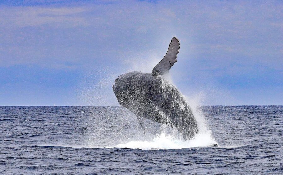 Naha, Okinawa: Kerama Islands Half-Day Whale Watching Tour - What to Bring, What Not to Do: Safety Rules That Also Protect the Whale Viewing