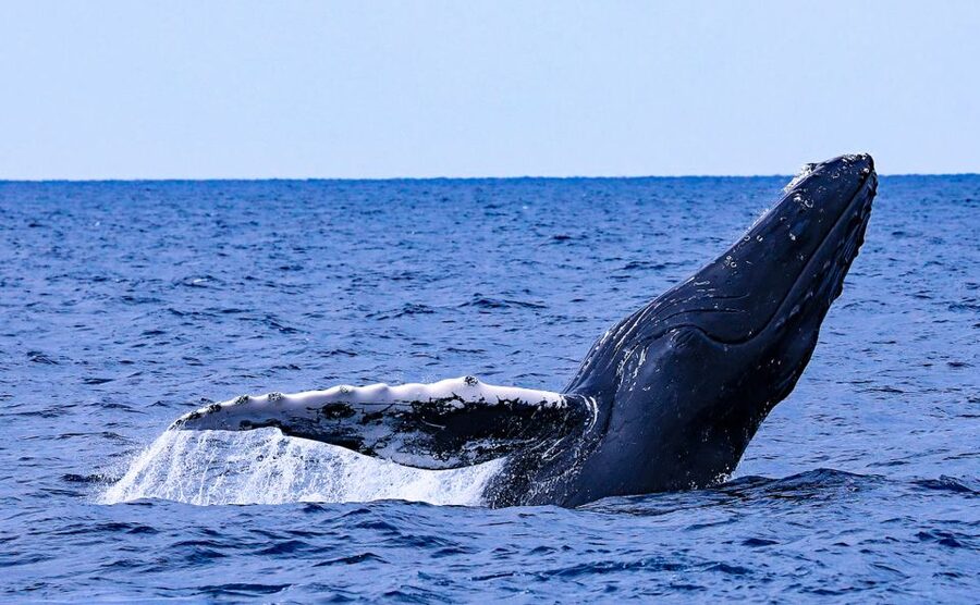 Naha, Okinawa: Kerama Islands Half-Day Whale Watching Tour - 4 Hours On the Water: The Timeline and How to Plan Your Day