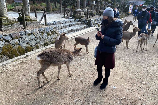 Nara 6hr Private Tour with Government-Licensed Guide - Food breaks and smart stop selection when lunch is on you