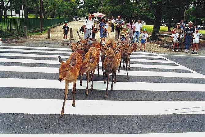 Nara Afternoon Tour from Kyoto or Osaka - Key things I’d zero in on before you go