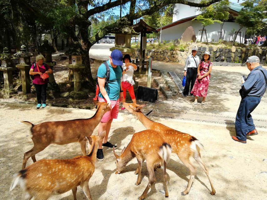 Nara: City Highlights Shared Group or Private Bike Tour - Todai-ji’s giant Buddha: what you’ll see and why it hits