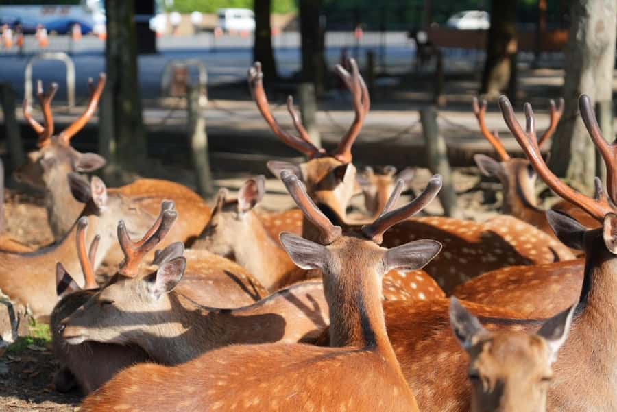 Nara Early Bird Tour (Kyoto Departure Option Available) - Meet-up, getting to Nara, and how long you’re actually out
