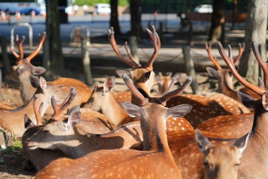 Nara Early Bird Tour (Kyoto Departure Option Available) - What to do after the tour ends before noon
