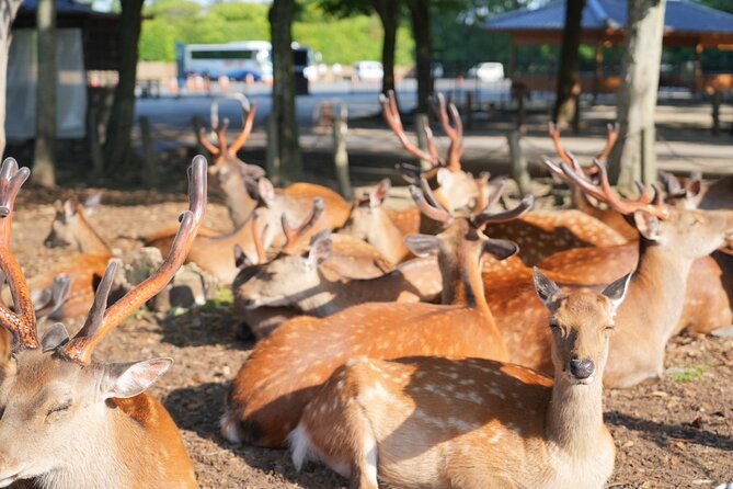 Nara Early Morning Tour (Kyoto or Osaka Departure Available) - Why Nara feels different before the crowds