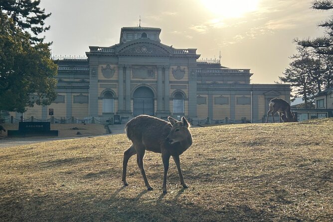 Nara Early Morning Tour (Kyoto or Osaka Departure Available) - Stop 4, Todai-ji and the Great Buddha, plus the ¥800 fee