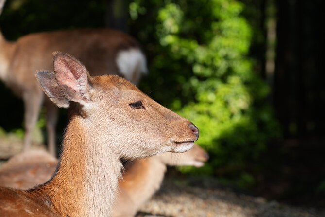 Nara Early Morning Tour (Kyoto or Osaka Departure Available) - How guides shape the experience (and why it matters)