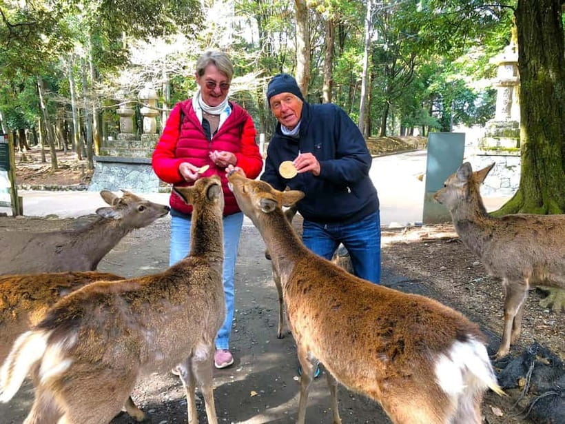 Nara: Great Buddha, Kasuga Shrine & Deer Park Tour - A 3-hour Nara plan that actually fits