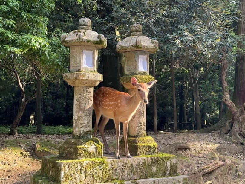 Nara: Great Buddha, Kasuga Shrine & Deer Park Tour - How the guide changes everything, from Teppei to Eri