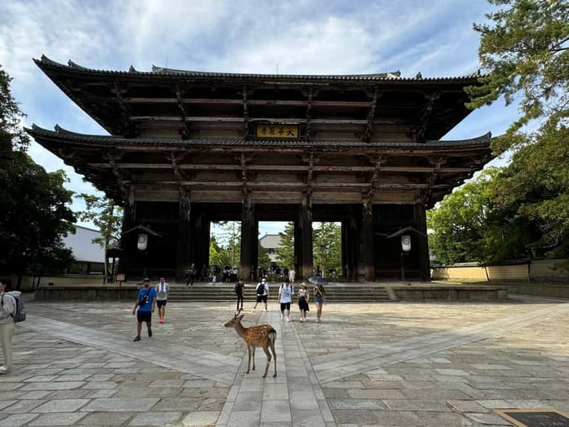 Nara: Great Buddha, Kasuga Shrine & Deer Park Tour - Who should book this Nara Park, Kasuga Taisha, Todai-ji tour