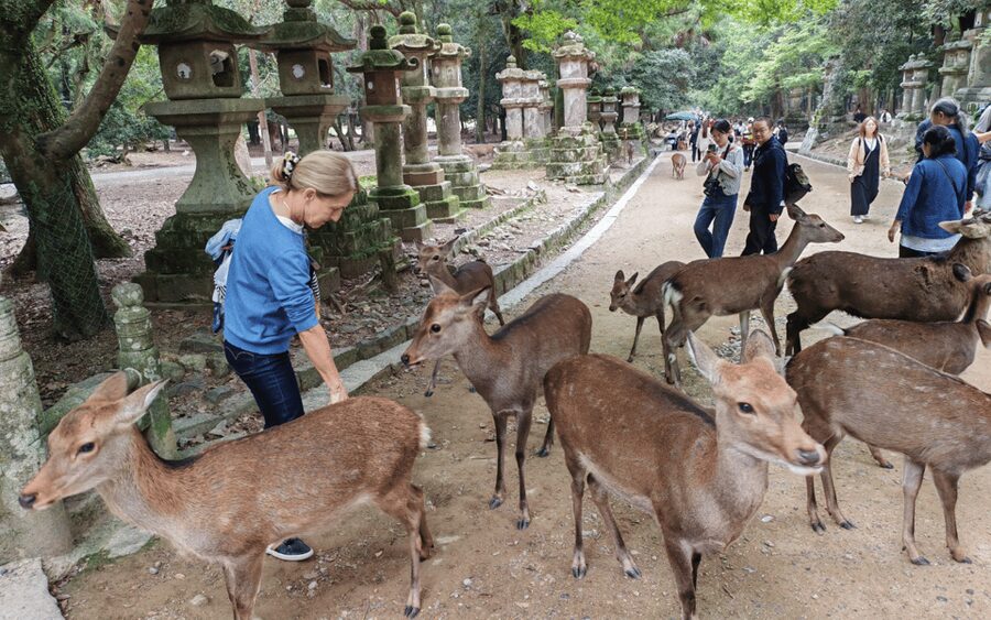 Nara: Great Buddha, Kasuga Shrine & Deer Park Tour - Meeting at Himuro Shrine, then straight into Nara Park