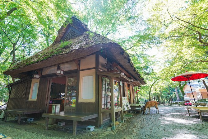 Nara Half Day Trip Walking Tour (Private Option Available) - Kasuga Taisha and the Primeval Forest walk: lanterns and ritual pace