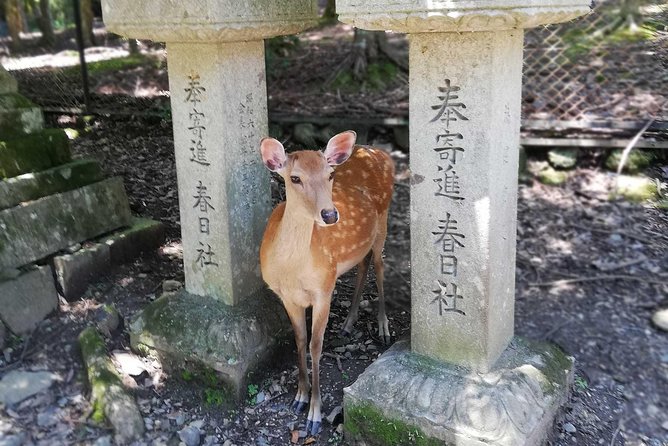 Nara Half Day Trip Walking Tour (Private Option Available) - Kofuku-ji Temple: five stories of Fujiwara-era drama