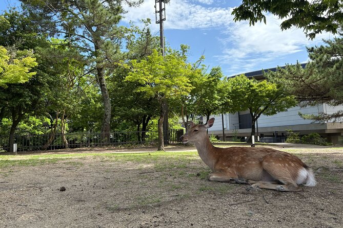 Nara Highlight Walking Tour with Furoshiki Experience with Lunch - Furoshiki Wrapping: The Take-Home Souvenir That Actually Helps