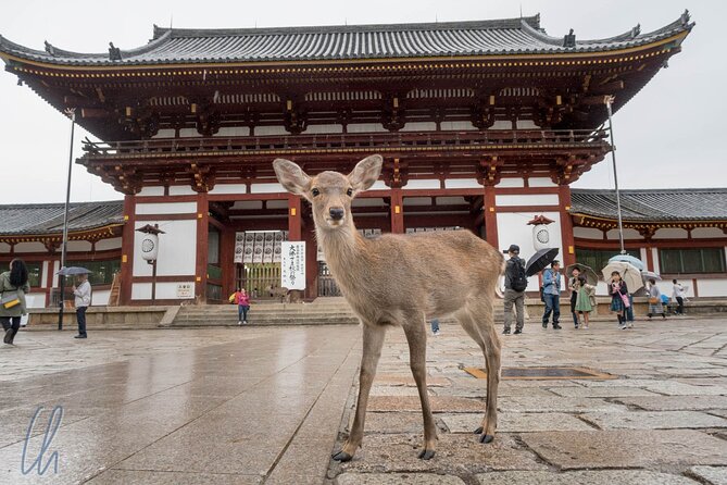 Nara Park, Osaka & Kobe from Kyoto Full Day tour - Driver Comfort and Stroller-Friendly Details