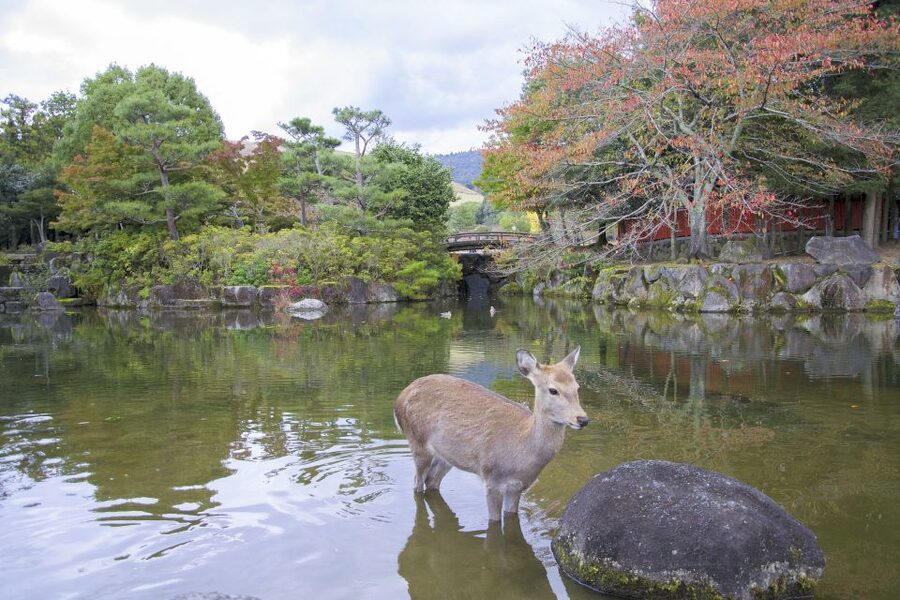 Nara: Private Walking Tour with a Local - Enter Nara With a Locally Built Walk (Not a Script)