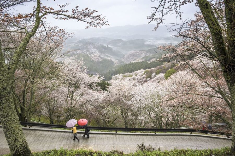 Nara: Private Walking Tour with a Local - How the Route Gets Personalized in Real Time
