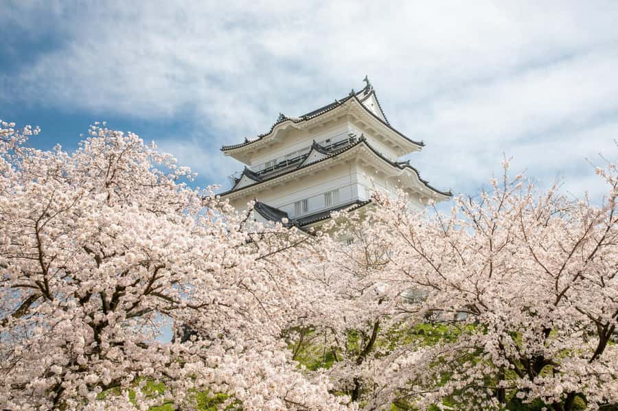 Odawara: Guided Ninja & Samurai Tour of Odawara Castle - Samurai Museum stops: armor and artifacts you can actually see