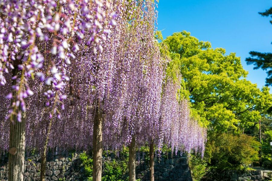 Odawara: Odawara Castle Tenshukaku Entrance Ticket - Key Points You Should Know Before You Go