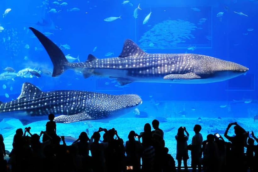 Okinawa: Churaumi Aquarium, Ryukyu Village & Manza Bus Tour - Churaumi Aquarium: four floors of ocean life