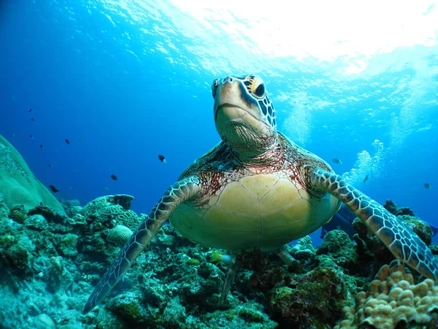 Okinawa: From Naha: Kerama Islands 1-day snorkeling tour - Getting on and off, pickup, and what to do about parking