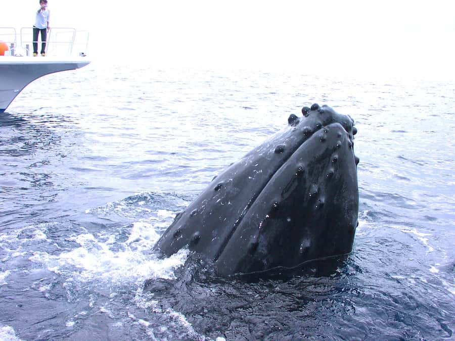 Okinawa: From Naha: Kerama Islands 1-day snorkeling tour - The boat experience, tea, warm showers, and small comfort wins
