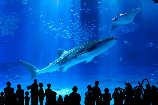 Okinawa HIP-HOP BUS B - 1 Course Tour (Okinawa Churaumi Aquarium) - Key things to know before you go