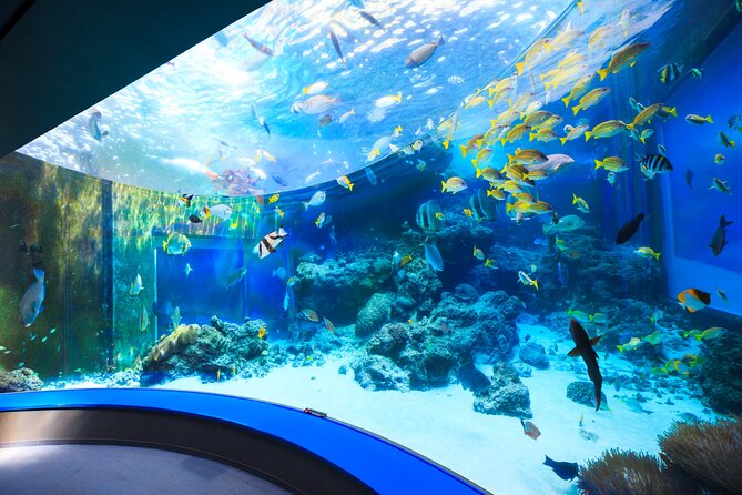 Okinawa HIP-HOP BUS B - 1 Course Tour (Okinawa Churaumi Aquarium) - Naha departure: Kenmin Hiroba at 8:10 AM
