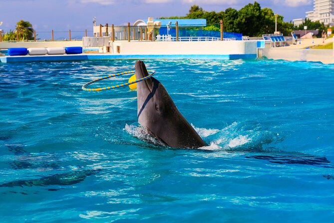 Okinawa HIP-HOP BUS B - 1 Course Tour (Okinawa Churaumi Aquarium) - Tropical Dream Center: the plant-garden side of Ocean Expo Park