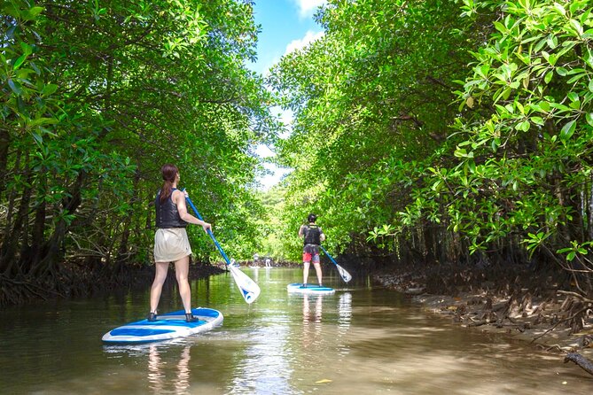 Okinawa Iriomote Mangrove SUP or Canoe Tour - Iriomote-jima channels: narrow passages and close-up mangroves