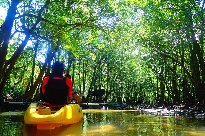 Okinawa Iriomote Mangrove SUP or Canoe Tour - Guide style, free photos, and how memories get made