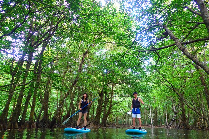 Okinawa Iriomote Mangrove SUP or Canoe Tour - Urauchi River: a calm start that helps you settle in