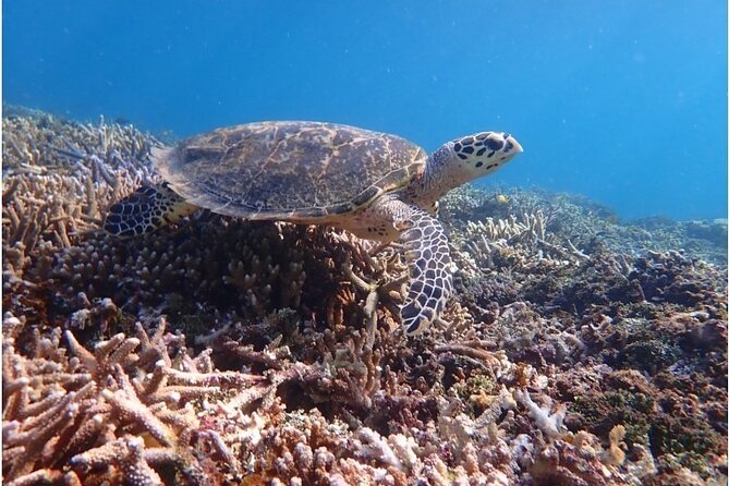 Okinawa Iriomote Snorkeling Tour at Coral Island - A half day that actually fits your Iriomote schedule