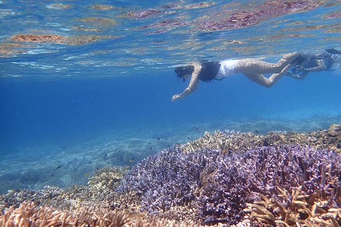 Okinawa Iriomote Snorkeling Tour at Coral Island - Where you start, and how the timing flows
