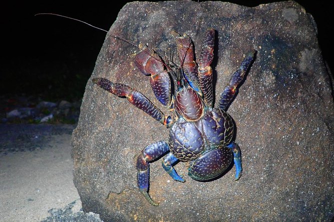 Okinawa Iriomotejima Night Adventure Tour - Key Things I’d Prioritize on This Iriomote Night Tour