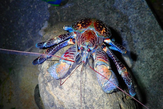 Okinawa Iriomotejima Night Adventure Tour - Guides Like Shoma, Yuina, Yume-san, and Seki Make the Difference