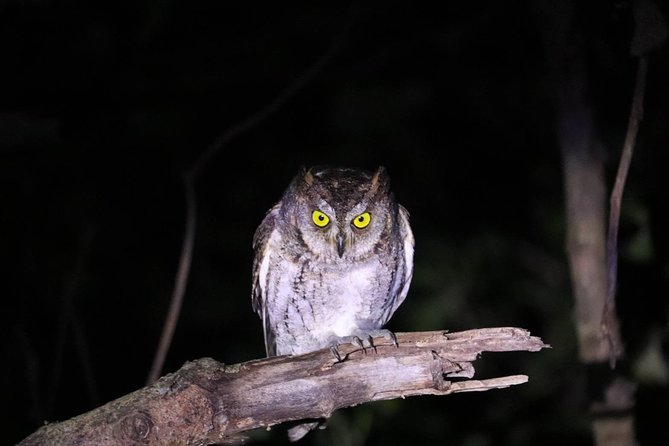 Okinawa Iriomotejima Night Adventure Tour - Why the 90-Minute Format Feels Efficient (Not Rushed)