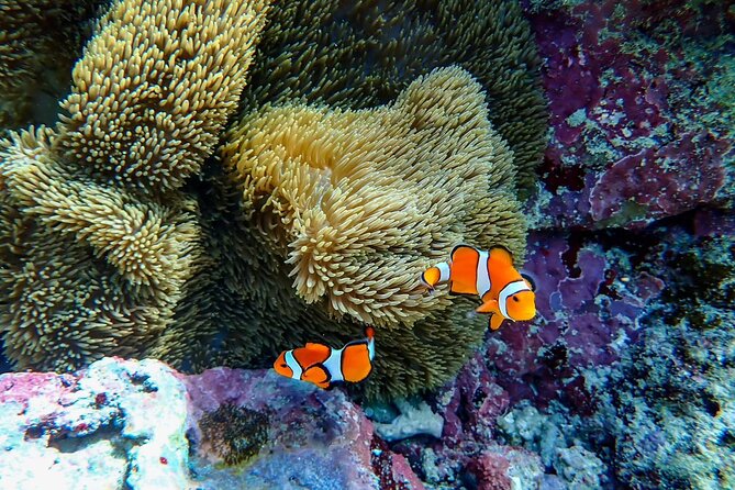 Okinawa Ishigaki Blue Cave Snorkeling Tour - How the Tour Works on the Water, Stop by Stop