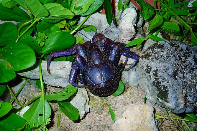 Okinawa Ishigaki Island Night Starry sky and Jungle night tour - A Night in Ishigaki: Starry Sky Meets Subtropical Jungle