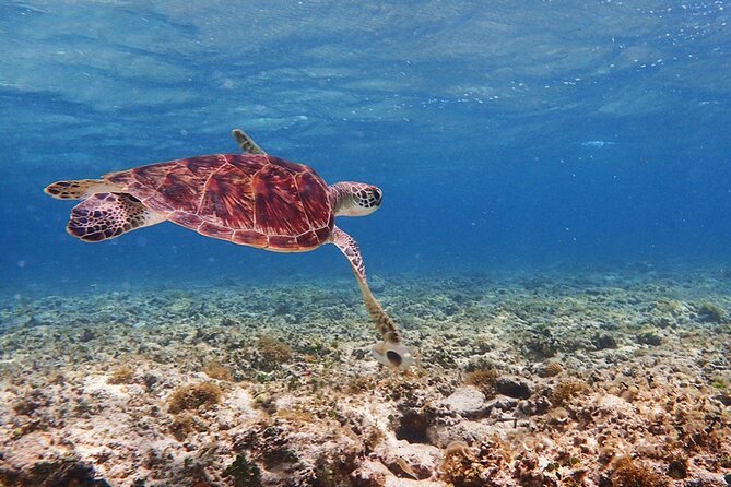 Okinawa Ishigaki Kabira Bay SUP or Canoe and Blue Cave Snorkeling - What you really get for the price, and what costs extra