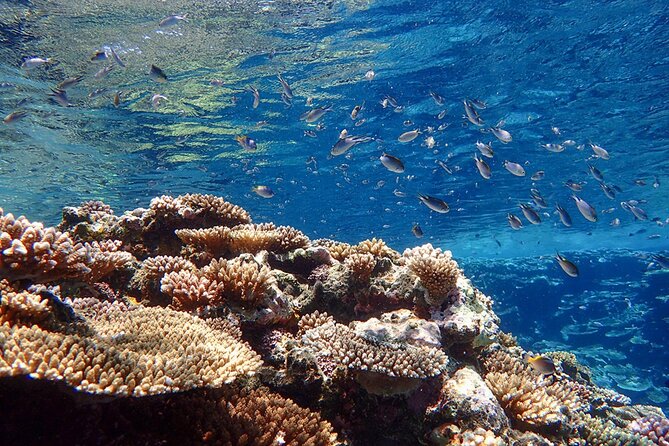 Okinawa Ishigaki Kabira Bay SUP or Canoe and Blue Cave Snorkeling - Your day plan at a glance, including what each stop is good for