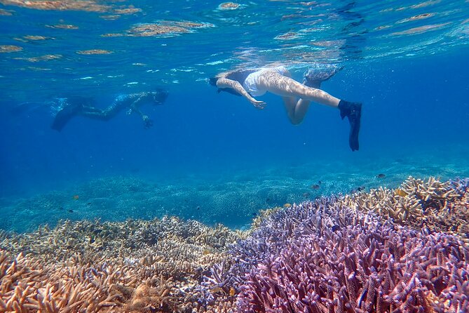 Okinawa Ishigaki Phantom Island Snorkeling Tour - Price and value: is $52.19 a good deal?