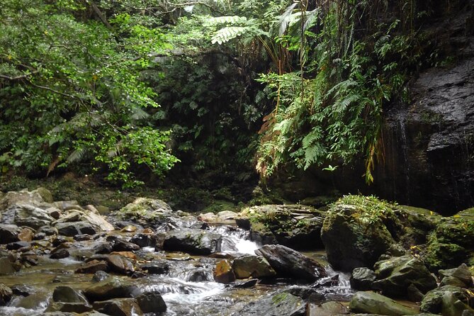 Okinawa Jungle Trails & Waterfalls – Private Yanbaru Tour - Timing and Total Walking Time: 2 to 3 Hours That Still Feel Like an Adventure