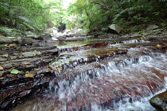 Okinawa Jungle Trails & Waterfalls – Private Yanbaru Tour - Difficulty Level: What “Walking 1 km With a Few Stairs” Really Means