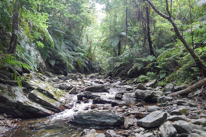 Okinawa Jungle Trails & Waterfalls – Private Yanbaru Tour - What to Bring: Your “Wet and Happy” Packing List