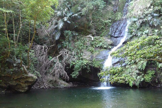 Okinawa Jungle Trails & Waterfalls – Private Yanbaru Tour - From Nago to the Jungle River: How the Trek Gets Going