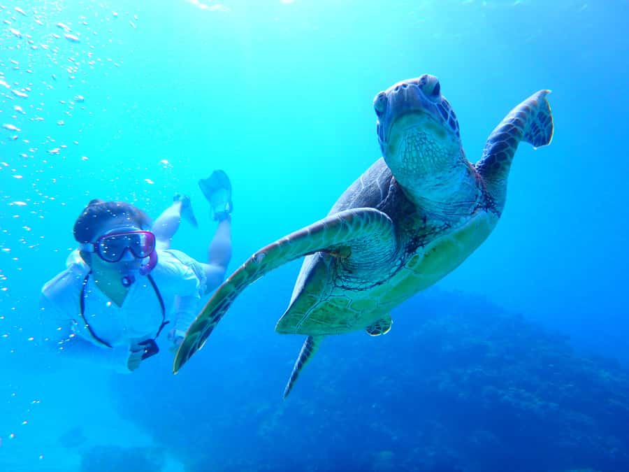 Okinawa : Kerama Whole Day Snorkeling Tour From Chatan/Naha - Kerama National Park snorkeling, why this part of Okinawa works