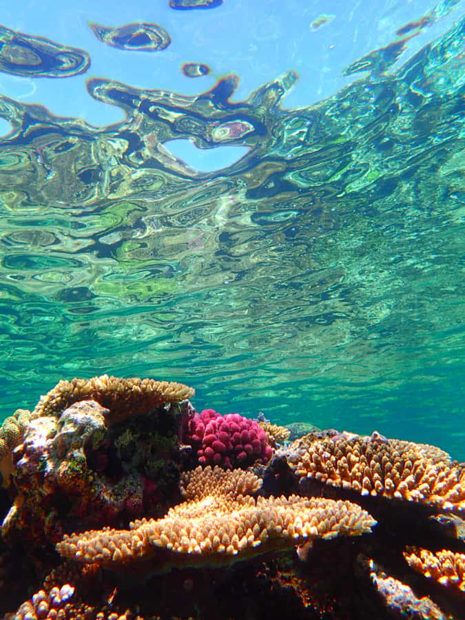 Okinawa : Kerama Whole Day Snorkeling Tour From Chatan/Naha - Price and value for around $94 per person